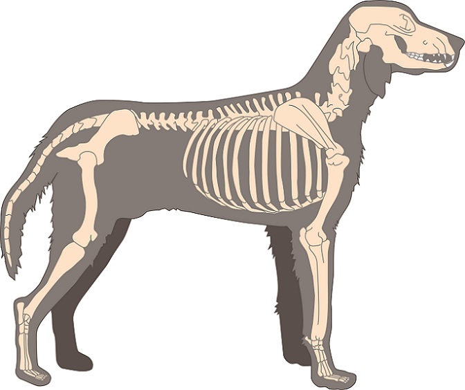 Detail Zehen Hund Anatomie Nomer 2