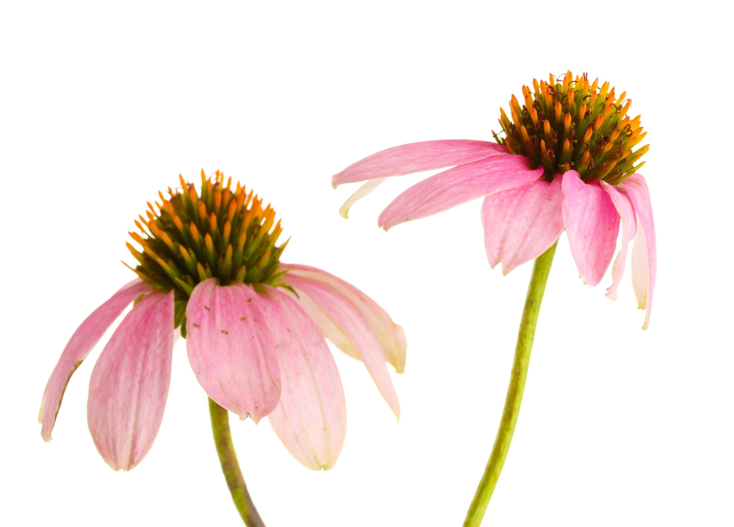 Detail Coneflower Images Nomer 15