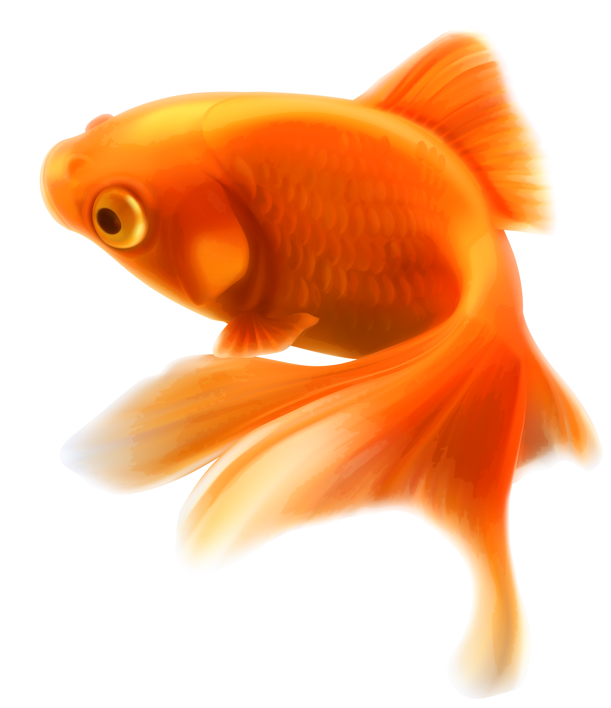 Detail Form Fisch Nomer 20