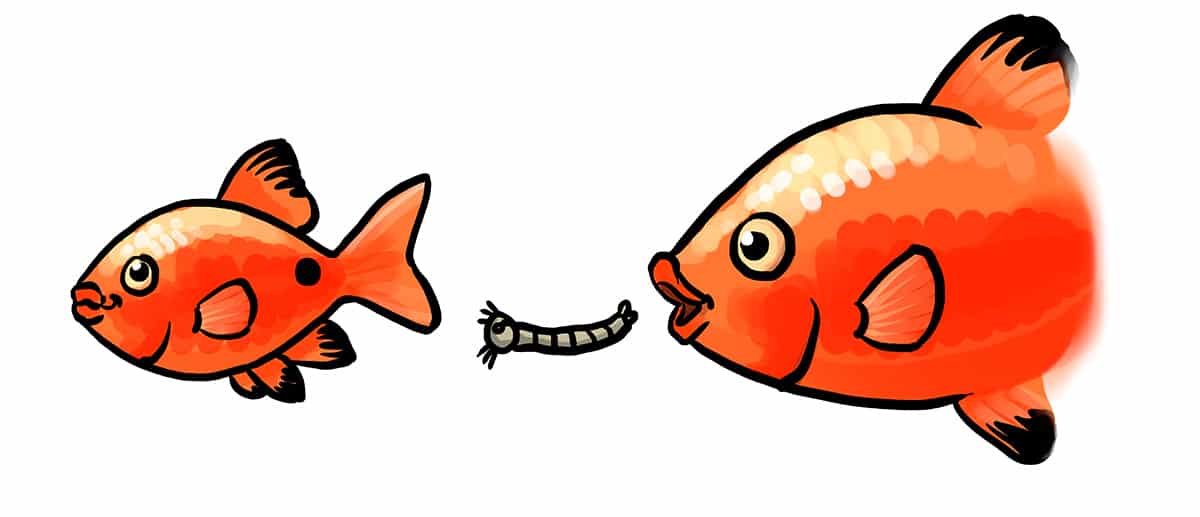 Detail Form Fisch Nomer 22