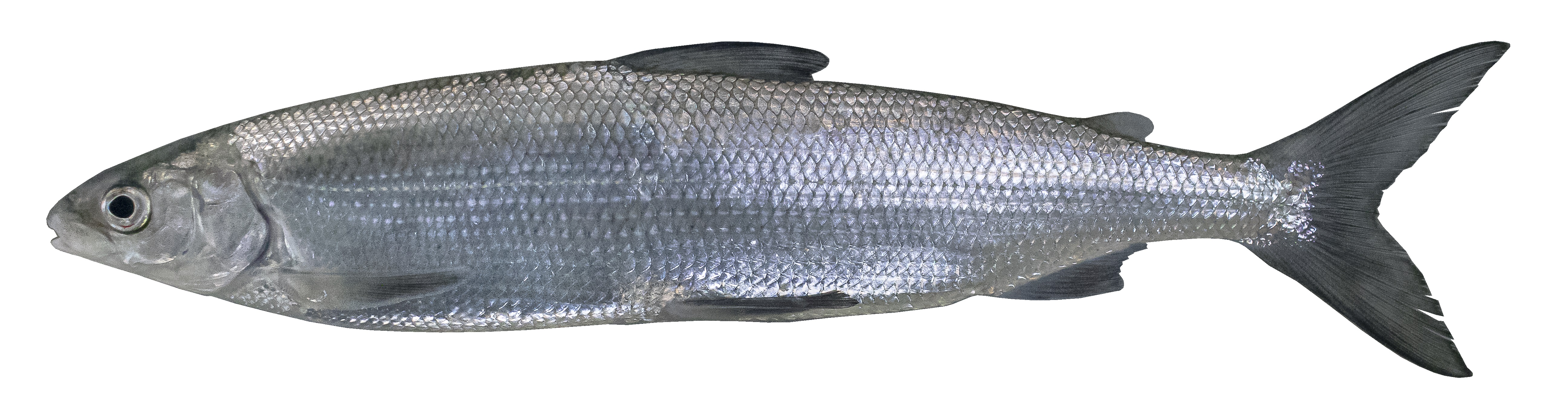 Detail Form Fisch Nomer 5