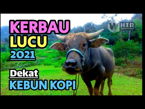 Detail Foto Kerbau Lucu Nomer 23