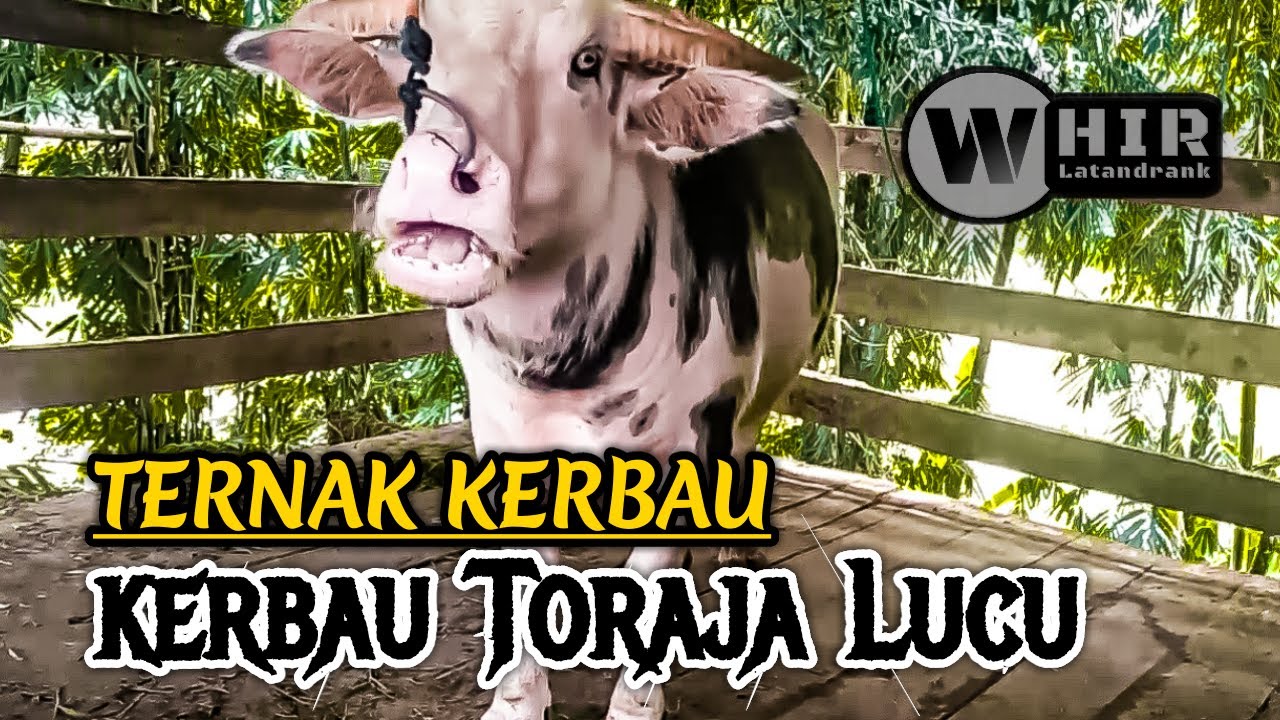 Detail Foto Kerbau Lucu Nomer 28