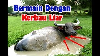 Detail Foto Kerbau Lucu Nomer 38