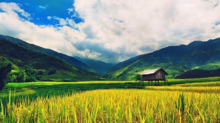 Detail Foto Keren Di Sawah Nomer 21