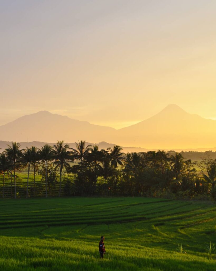 Detail Foto Keren Di Sawah Nomer 31