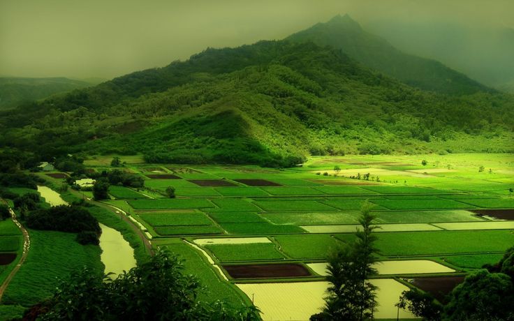 Detail Foto Keren Di Sawah Nomer 37