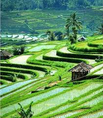 Detail Foto Keren Di Sawah Nomer 44