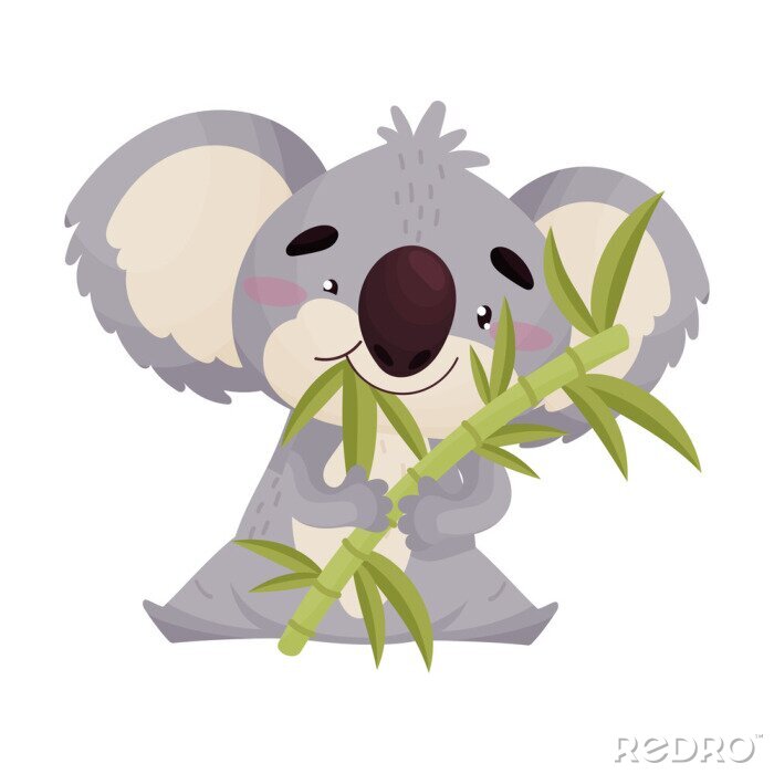 Koala Pfote - KibrisPDR