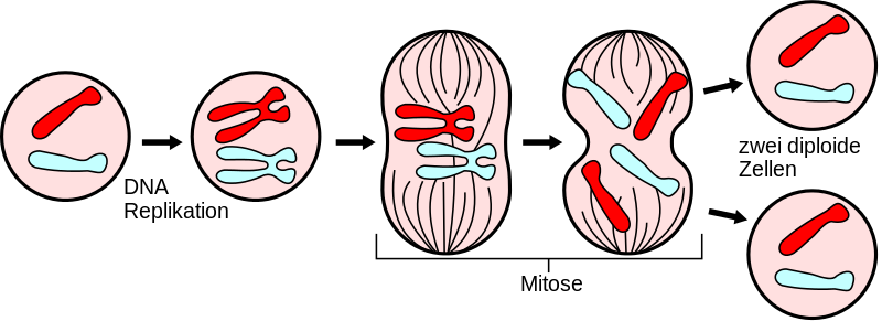 Arbeitsblatt Dna - KibrisPDR