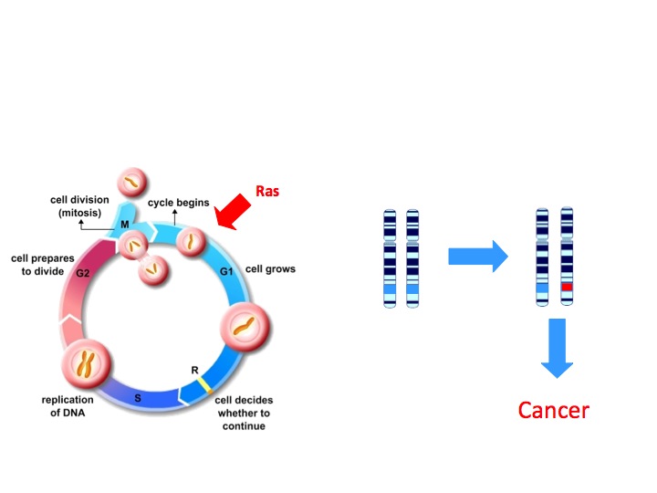 Detail Arbeitsblatt Dna Nomer 8