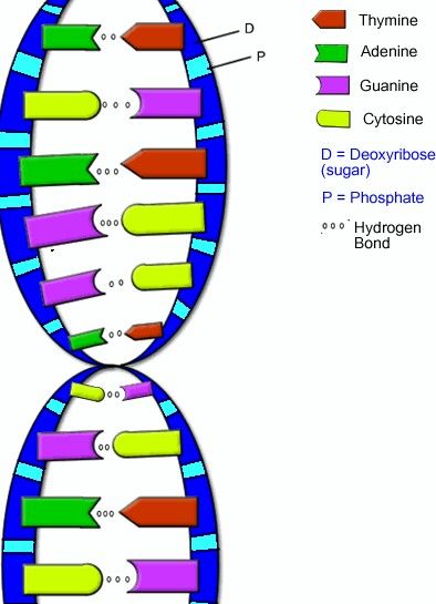 Detail Arbeitsblatt Dna Nomer 9