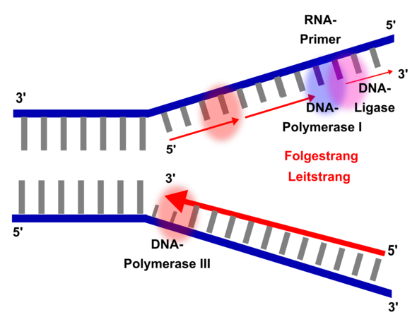Detail Arbeitsblatt Dna Nomer 10