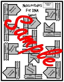Detail Arbeitsblatt Dna Nomer 11
