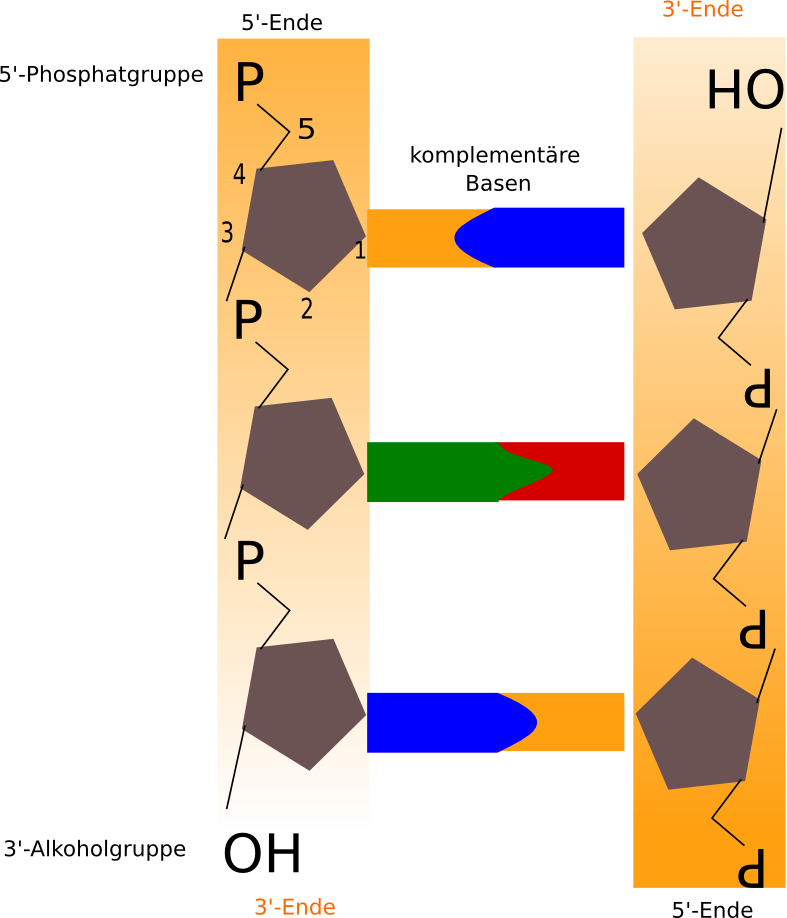 Detail Arbeitsblatt Dna Nomer 12