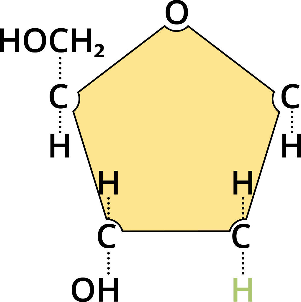 Detail Arbeitsblatt Dna Nomer 13
