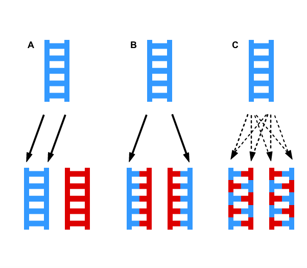 Detail Arbeitsblatt Dna Nomer 2