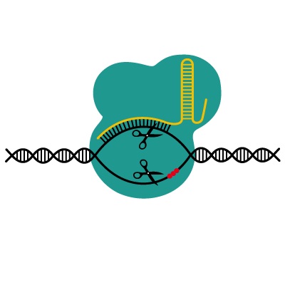 Detail Arbeitsblatt Dna Nomer 15
