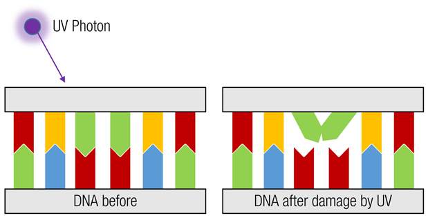 Detail Arbeitsblatt Dna Nomer 17