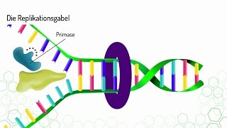 Detail Arbeitsblatt Dna Nomer 19