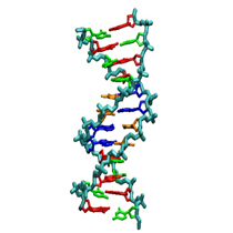 Detail Arbeitsblatt Dna Nomer 21