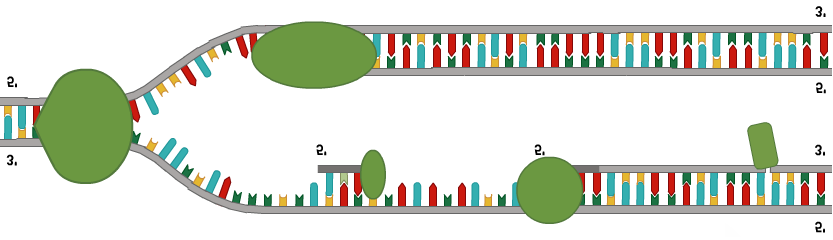 Detail Arbeitsblatt Dna Nomer 3