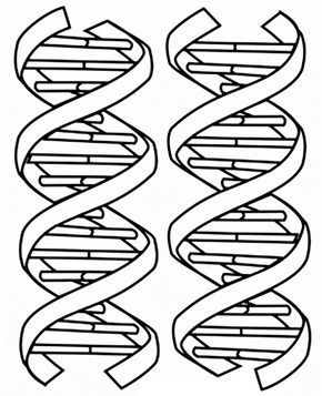 Detail Arbeitsblatt Dna Nomer 4