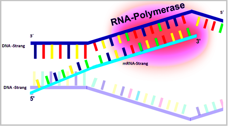 Detail Arbeitsblatt Dna Nomer 5