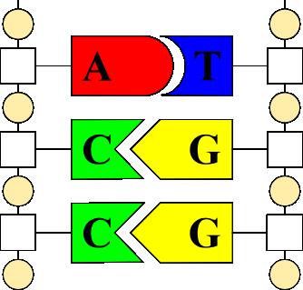Detail Arbeitsblatt Dna Nomer 6