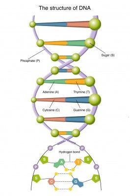 Detail Arbeitsblatt Dna Nomer 7