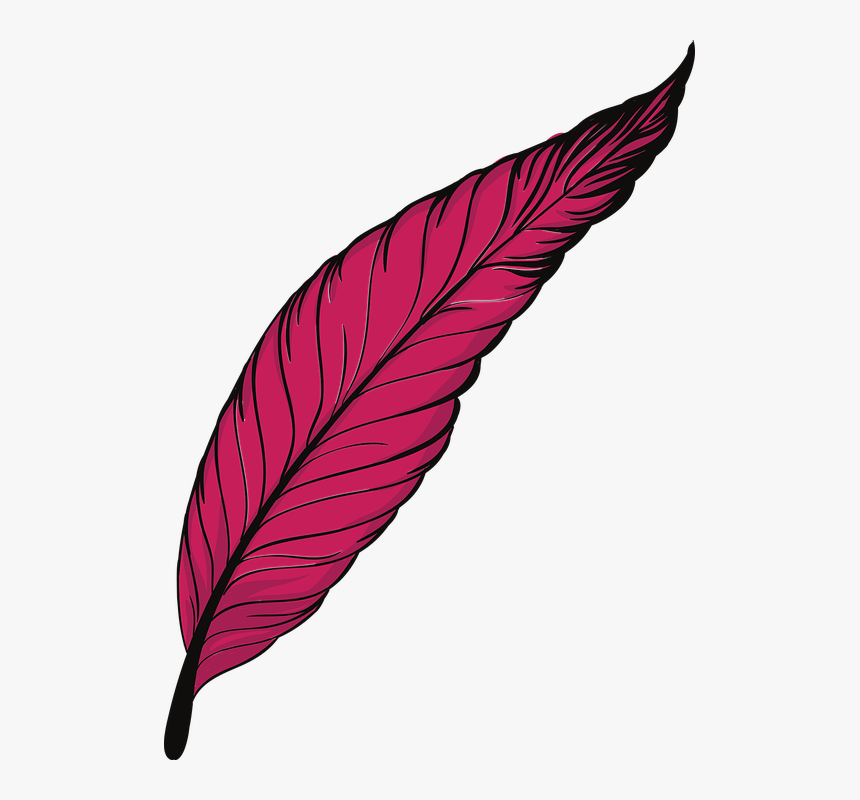 Detail Feather Png Nomer 16