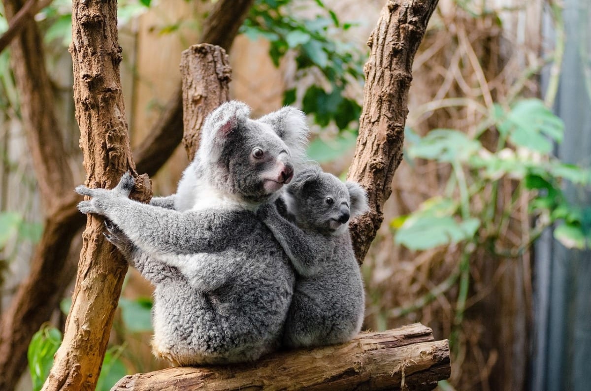 Detail Foto Koala Australia Nomer 12