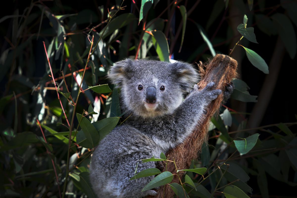 Detail Foto Koala Australia Nomer 13