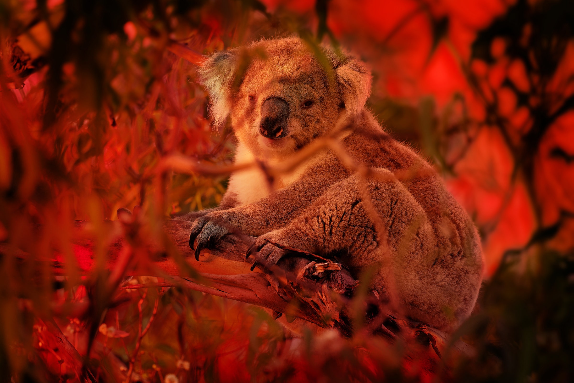 Detail Foto Koala Australia Nomer 22