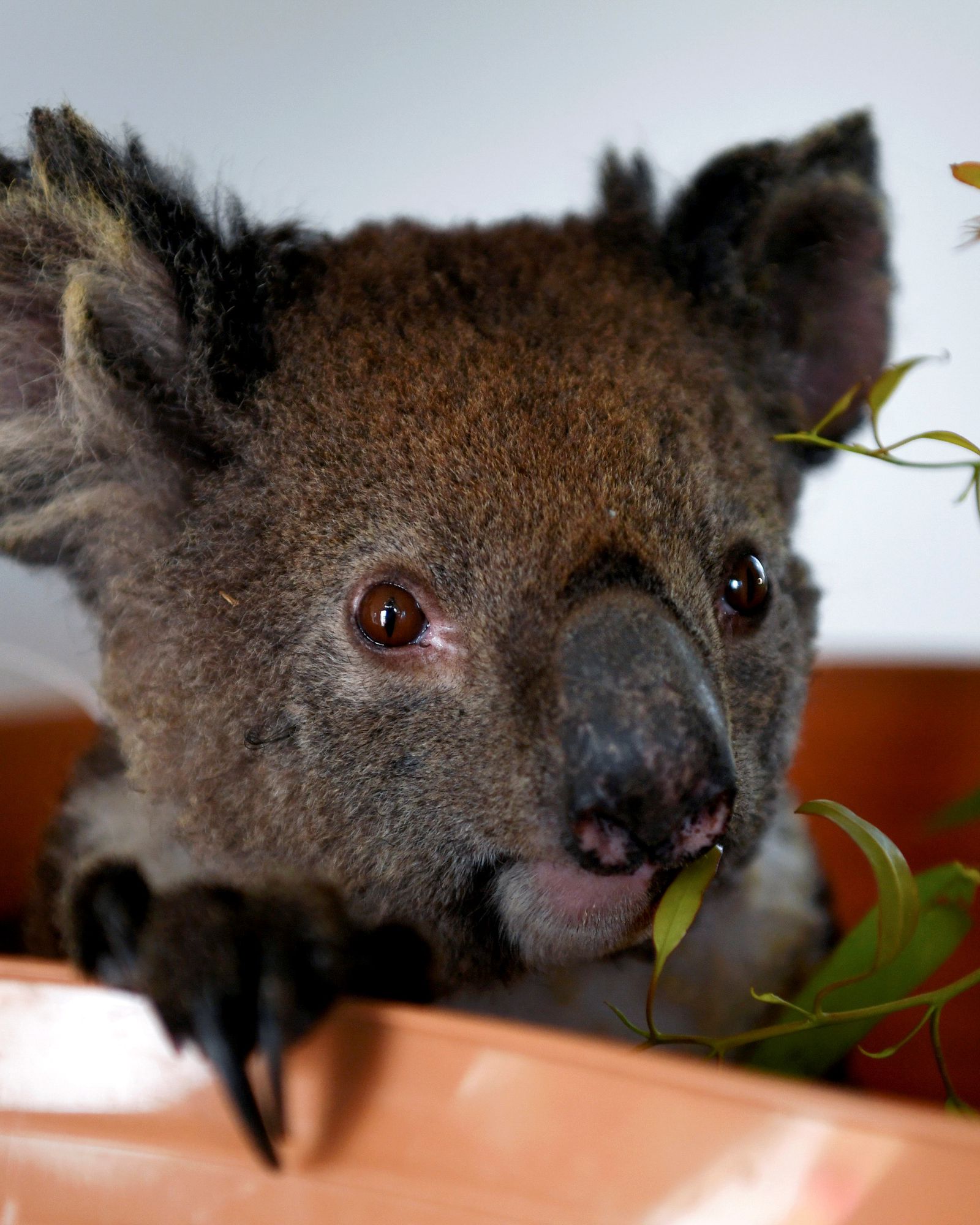 Detail Foto Koala Australia Nomer 30