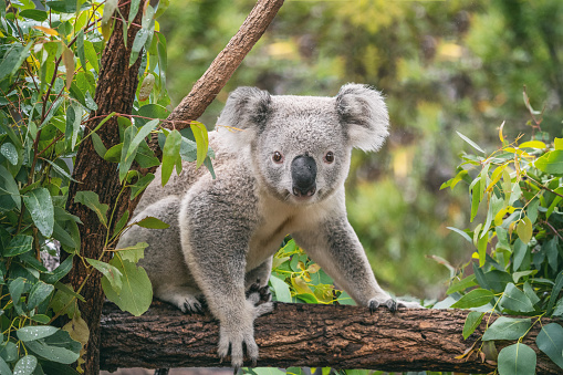 Detail Foto Koala Australia Nomer 37