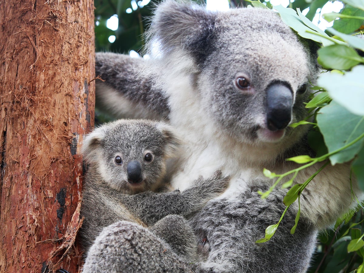 Detail Foto Koala Australia Nomer 38