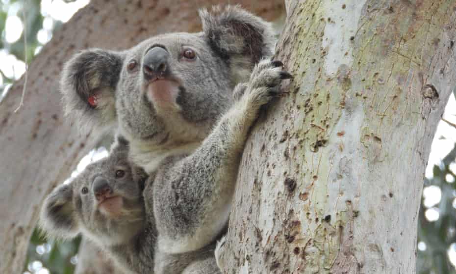 Detail Foto Koala Australia Nomer 42