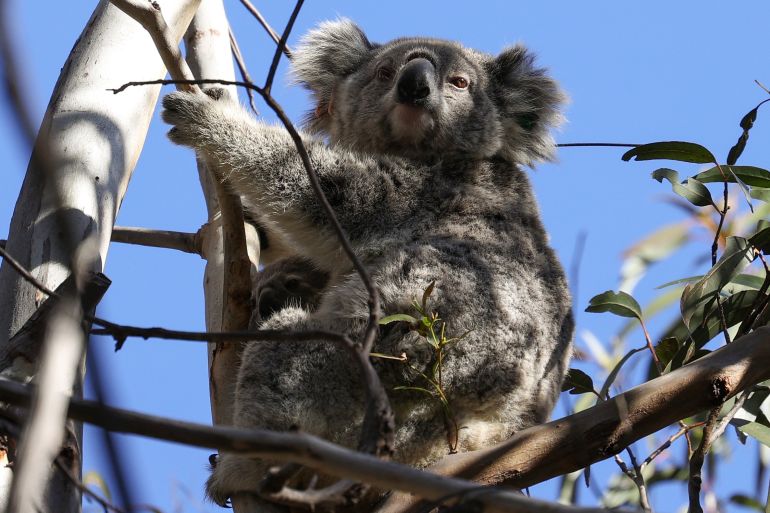 Detail Foto Koala Australia Nomer 43