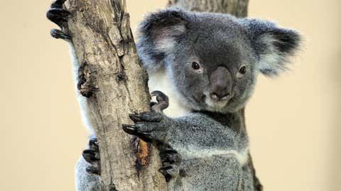 Detail Foto Koala Australia Nomer 49