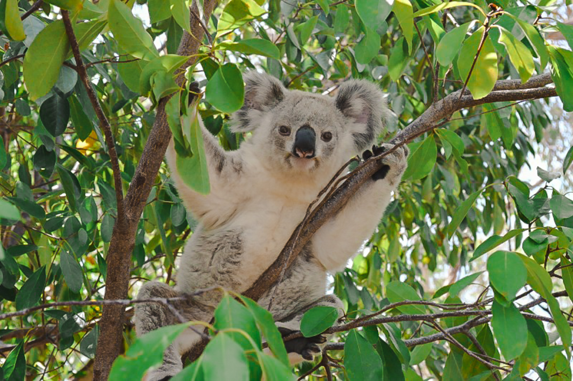 Detail Foto Koala Australia Nomer 9