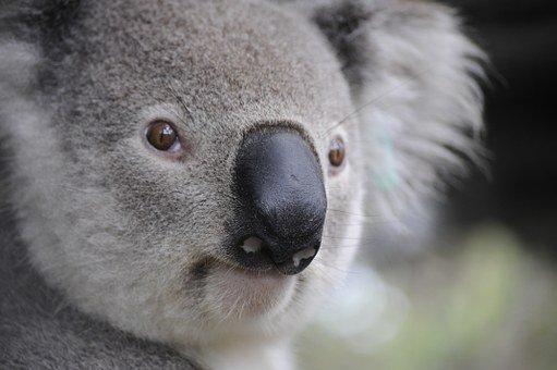 Foto Koala Lucu - KibrisPDR