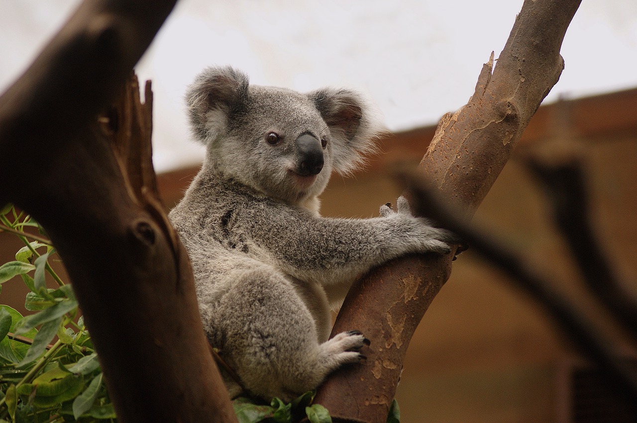 Detail Foto Koala Lucu Nomer 12