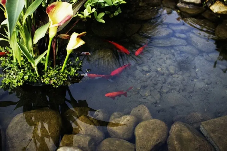 Detail Foto Kolam Ikan Nomer 25