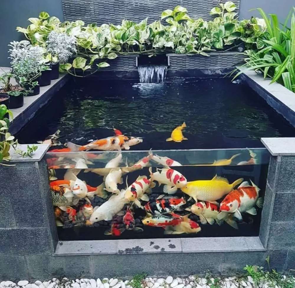 Detail Foto Kolam Ikan Nomer 4