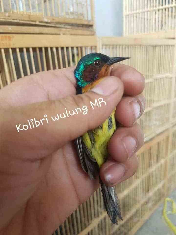 Detail Foto Kolibri Wulung Nomer 21