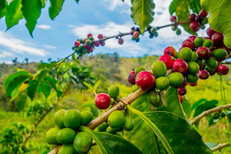 Detail Foto Kopi Arabika Nomer 30