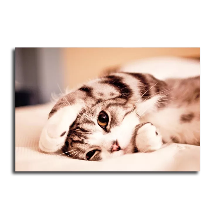 Detail Foto Kucing 3d Nomer 14