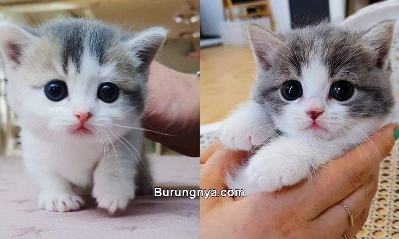 Detail Foto Kucing Anggora Lucu Imut Nomer 17