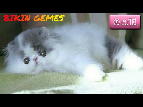 Detail Foto Kucing Anggora Lucu Imut Nomer 24